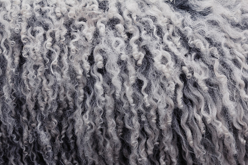 柔軟如云的記憶 綿羊毛皮中的溫暖與紋理